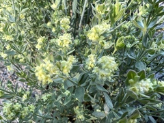 Galium serpenticum