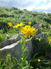 Tephroseris integrifolia