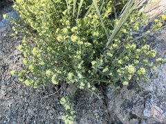 Galium serpenticum