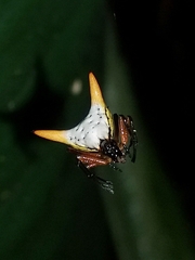 Micrathena bicolor