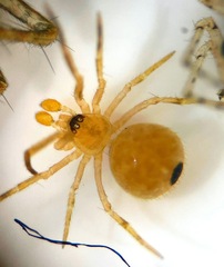 Hentziectypus globosus