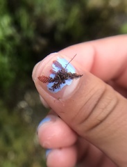 Pterosiphonia
