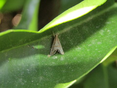 Euchromius rayatella