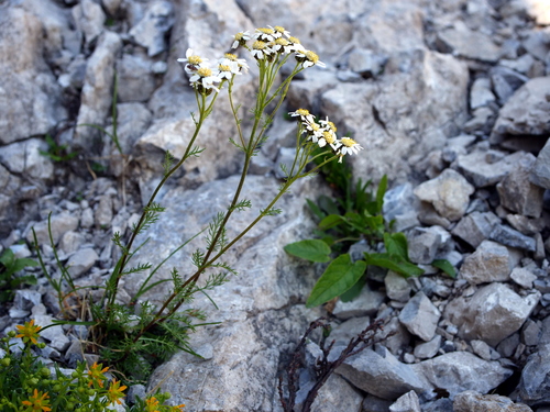 Image of Achillea atrata by (c) Wolfgang Jauch, some rights reserved (CC BY)