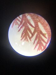 Pterosiphonia