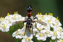 Cylindromyia brassicaria