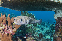 Diodon hystrix