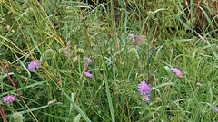 Aphantopus hyperantus
