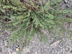 Andrachne telephioides