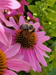 Bombus