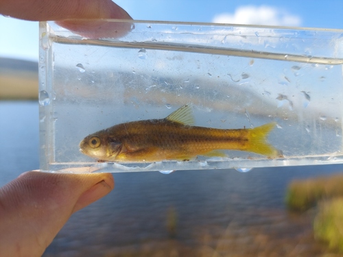 Chubbyhead barb (Enteromius anoplus) — Cyprinidae — 5