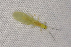 Xanthoperla apicalis