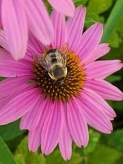 Bombus