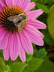Bombus