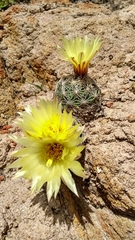 Coryphantha radians