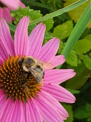 Bombus