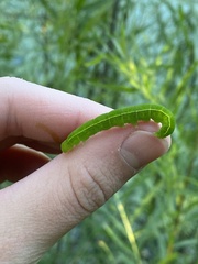 Scoliopteryx libatrix