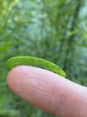 Scoliopteryx libatrix