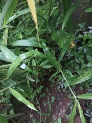 Zingiber officinale