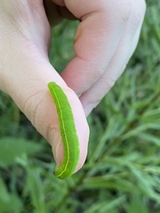 Scoliopteryx libatrix