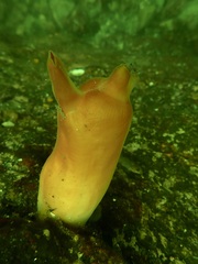 Halocynthia aurantium