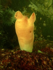 Halocynthia aurantium