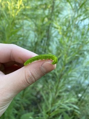 Scoliopteryx libatrix