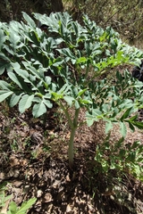Prionosciadium