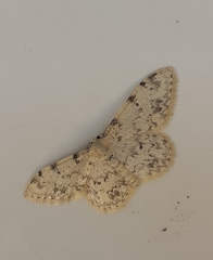 Idaea contiguaria