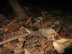 Leptodactylus macrosternum