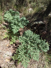 Prionosciadium