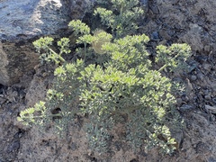 Lomatium cuspidatum
