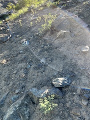 Lomatium cuspidatum