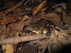 Leptodactylus macrosternum