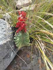 Streptocarpus dunnii