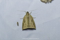 Detounda rectimarginata