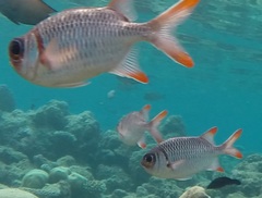 Myripristis violacea