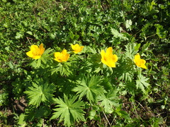 Trollius ranunculinus