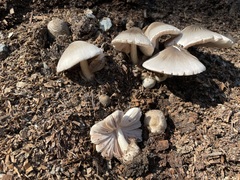 Volvariella volvacea