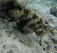 Epinephelus merra