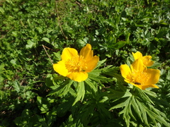 Trollius ranunculinus