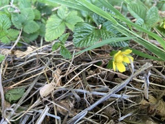 Potentilla indica