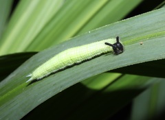 Melanitis phedima oitensis