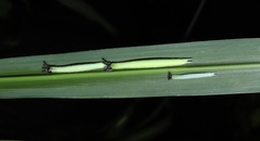 Melanitis phedima oitensis