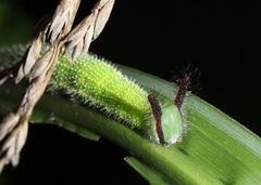 Melanitis phedima oitensis