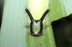 Melanitis phedima oitensis