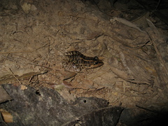 Leptodactylus macrosternum