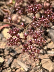 Chorizanthe breweri