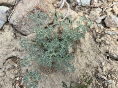 Lomatium cuspidatum