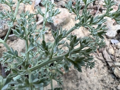 Lomatium cuspidatum